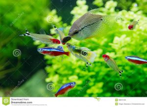 aquarium background paper exotic fish freshwater aquarium closeup guppy red neon pearl gourami
