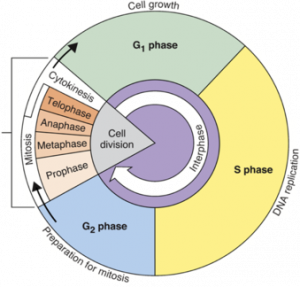 blank unit circle pdf cell cycle diagram