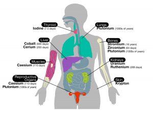 body organ diagram body diagram picture