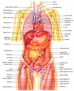 body organ diagram female human body diagram of organs human body inner diagram anatomy human body