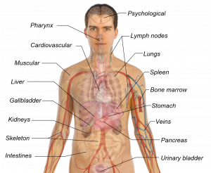 body organs diagram adult male diagram template