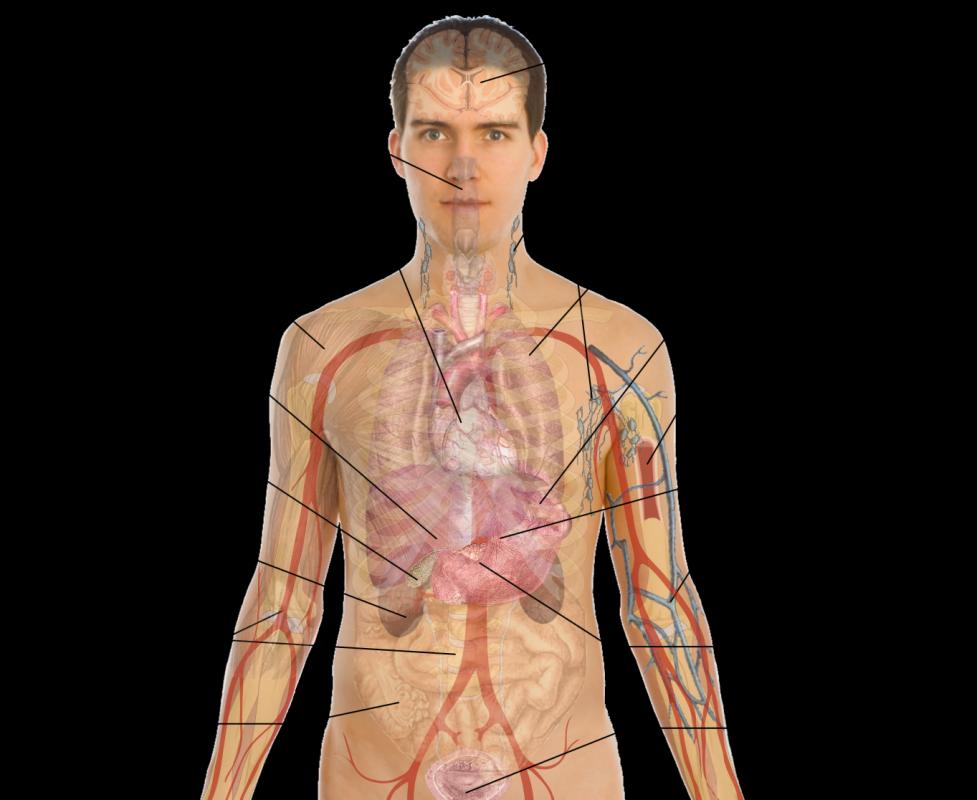 Body Organs Diagram Template Business