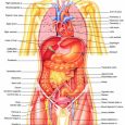 body organs diagram female human body diagram of organs human body inner diagram anatomy human body