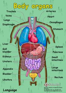 body organs diagram human body organs diagram for kids human organs coloring pages for kids human body organ printables