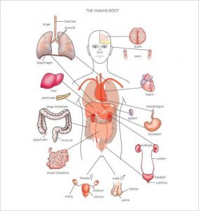 body organs diagram human body organs outline with names