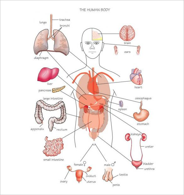 body organs diagram