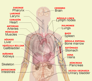 body organs diagram organs