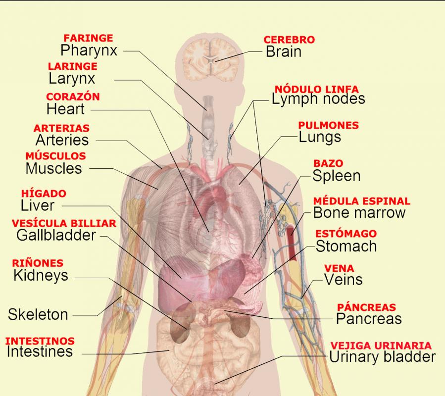 body organs diagram