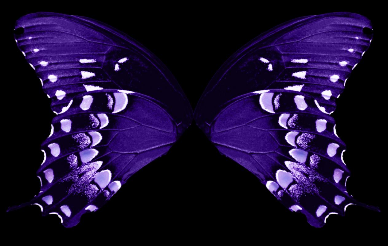 butterfly wing template
