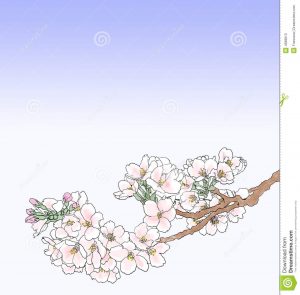 chef business cards cherry blossom illustration