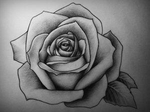 drawing of rose best rose drawing art