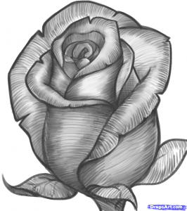 drawing of rose how to draw a rose bud rose bud