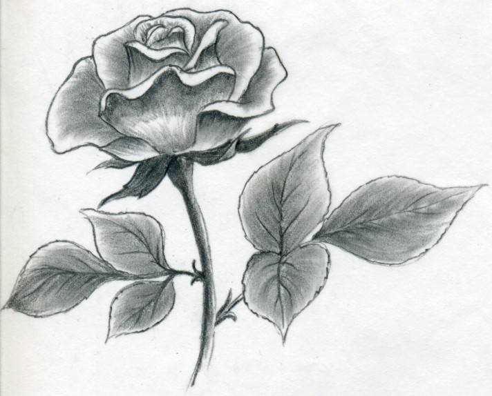 drawing of rose