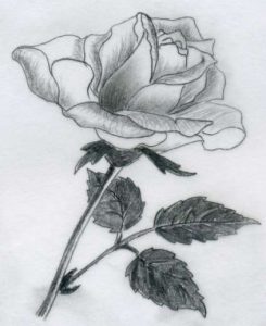drawing of rose rose drawings