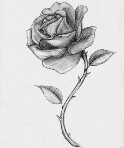 drawing of rose roses drawings