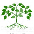 family tree template online vector illustration of a green seedling tree with leaves and roots by atstockillustration