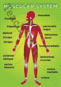 food journal pdf humanbodyresources muscularsysteml poster