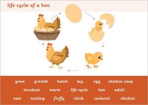 free editable newsletter templates for word hen life cycle word mat prev