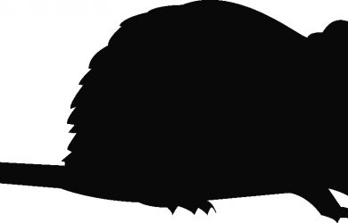 free program template rodent silhouette