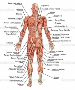 printable horse pictures labeling the muscles of the body muscles labeling full body full muscle diagram human body