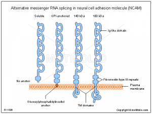 professional ppt templates alternative messenger rna splicing in neural cell adhesion molecule ncam