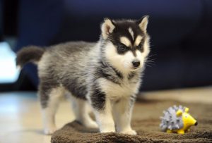 puppy bill of sale northern california pomskies review california pomsky breeder