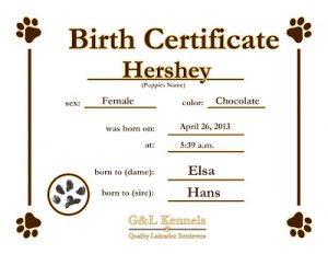 puppy birth certificate chocolatefemalerunt