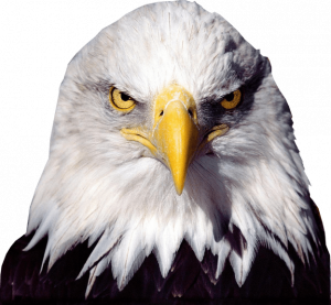 t shirt graphic design software bald eagle transparent image