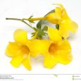 tropical flowers drawing allamanda flower isolated white background