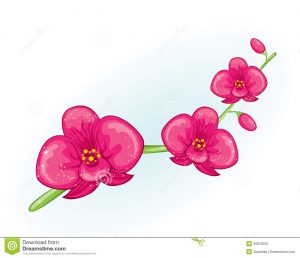 tropical flowers drawing pink orchid branch