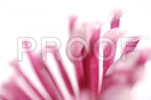 weddings backgrounds images p