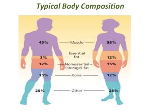weight loss measurement chart body composition inbody
